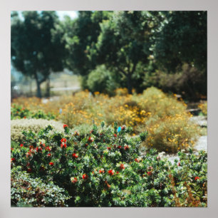 Garten Streuung Poster