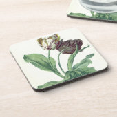 Garten-Tulpe, "von der Oper Botanica", graviert Getränkeuntersetzer (Linke Seite)