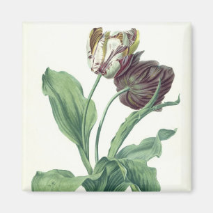 Garten-Tulpe, "von der Oper Botanica", graviert Magnet