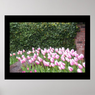 Garten-Tulpen Bildposter Poster