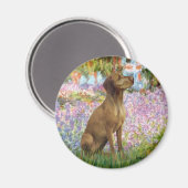 Garten - Vizsla 1 Magnet (Vorderseite/Rückseite)