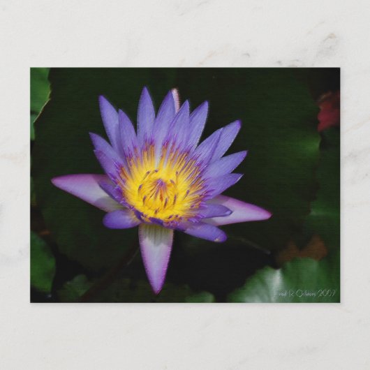 Garten von Eden Postkarte (Vorderseite)