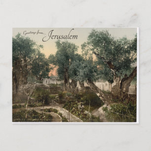 Garten von Gethsemane Jerusalem Postkarte
