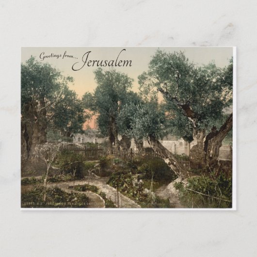 Garten von Gethsemane Jerusalem Postkarte (Vorderseite)