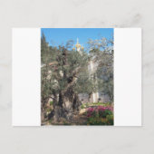 Garten von Gethsemane Postkarte (Vorderseite)