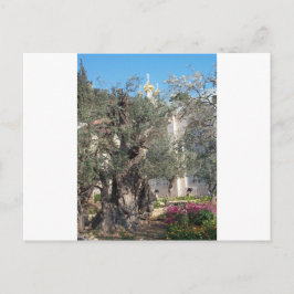 Garten von Gethsemane Postkarte