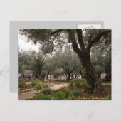 Garten von Gethsemane Postkarte (Vorne/Hinten)