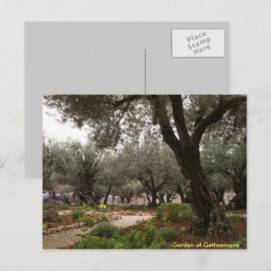 Garten von Gethsemane Postkarte (Vorne/Hinten)