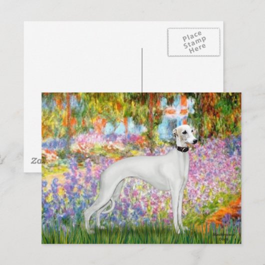 Garten - Whippet 11b Postkarte (Vorne/Hinten)