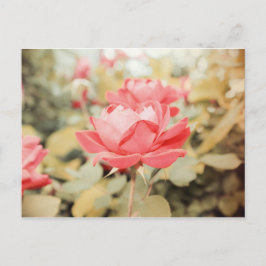 Gartenanlage Rose Postkarte