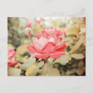 Gartenanlage Rose Postkarte