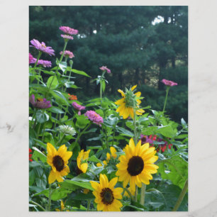 Gartenansicht, Gänseblümchen, Kosmos, Sonnenblumen