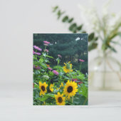 Gartenblick, Gänseblumen, Kosmos, Sonnenblumen Postkarte (Stehend Vorderseite)