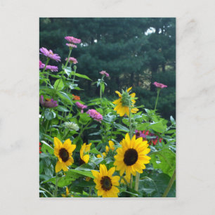 Gartenblick, Gänseblumen, Kosmos, Sonnenblumen Postkarte
