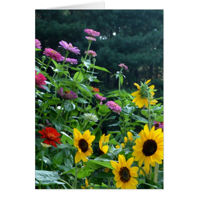 Gartenblick - Sonnenblumen, Gänseblumen, Kosmos (Vorne)