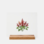 Gartenblume - Scharlachroter Salbei  Acrylschild (Vorderseite)