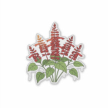 Gartenblume - Scharlachroter Salbei