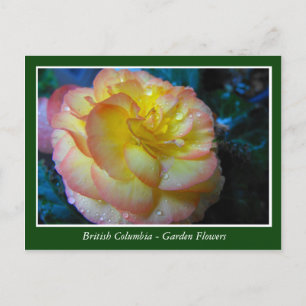 Gartenblumen in BC Postkarte