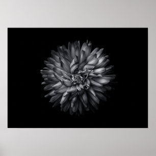 Gartenblumen in Schwarz-Weiß 20 Poster