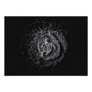 Gartenblumen in Schwarzweiß Nr. 100 Fotodruck