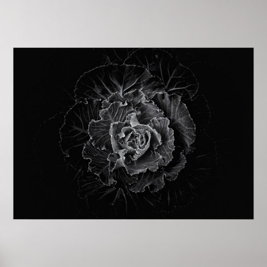 Gartenblumen in Schwarzweiß Nr. 100 Poster (Vorne)