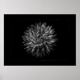 Gartenblumen in Schwarzweiß Nr. 20 Border Poster