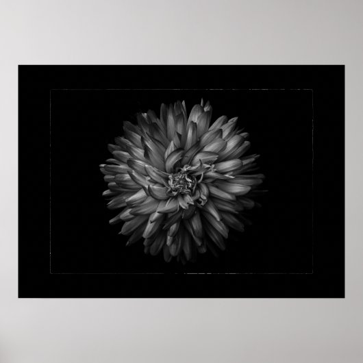 Gartenblumen in Schwarzweiß Nr. 20 Border Poster (Vorne)