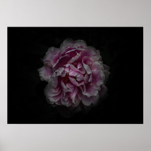 Gartenblumen Nr. 115 Farbversion Poster