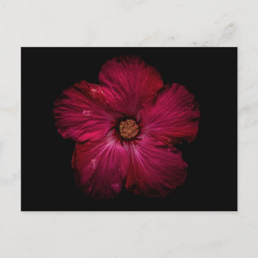 Gartenblumen Nr. 122 Farbversion Postkarte (Vorderseite)