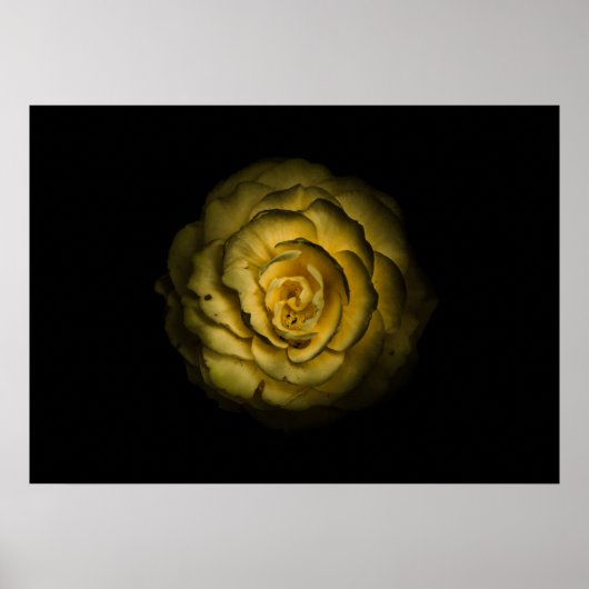 Gartenblumen Nr. 85 Farbversion Poster (Vorne)