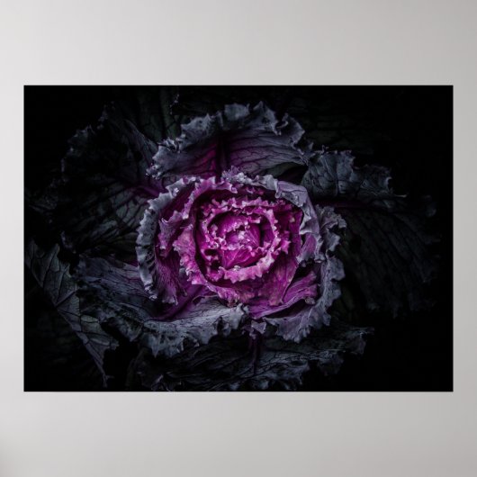 Gartenblumen Nr. 92 Farbversion Poster (Vorne)