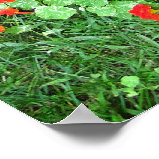 Gartengarten Blume Coneflower Nasturtium Poster (Ecke)