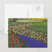 Gartengestaltung von TraubenHyazinth und Tulpen, Postkarte (Vorne/Hinten)