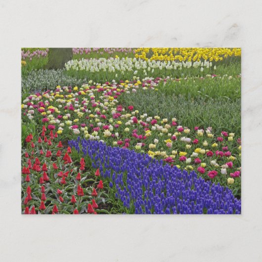 Gartengestaltung von TraubenHyazinth und Tulpen, Postkarte (Vorderseite)