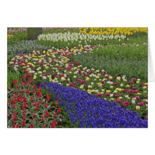 Gartengestaltung von Traubenhyazinthe und Tulpen,