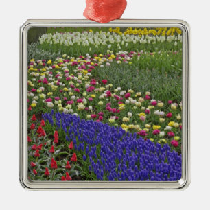 Gartengestaltung von Traubenhyazinthe und Tulpen, Ornament Aus Metall