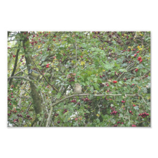 Gartengrasmücke und Blaumeise Fotodruck