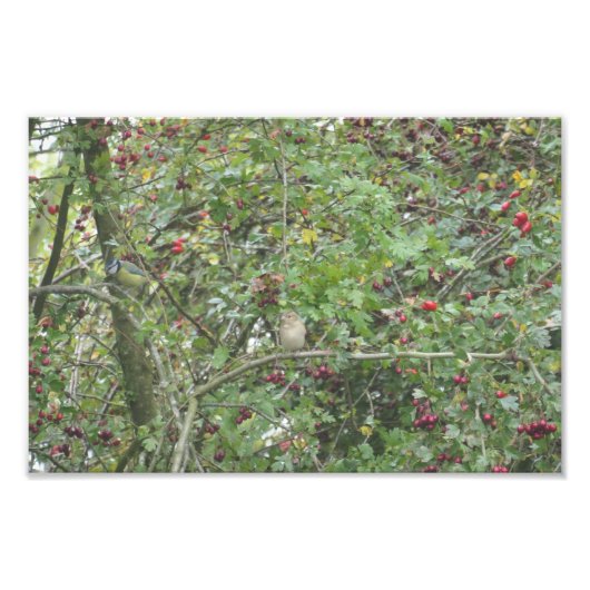 Gartengrasmücke und Blaumeise Fotodruck (Vorne)