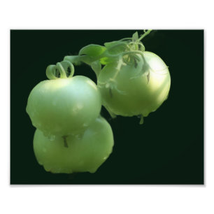 Gartengrüne Tomaten/Paradeiser Natur 8x10 Fotodruck