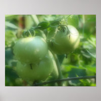 Gartengrüne Tomaten/Paradeiser Naturplakat