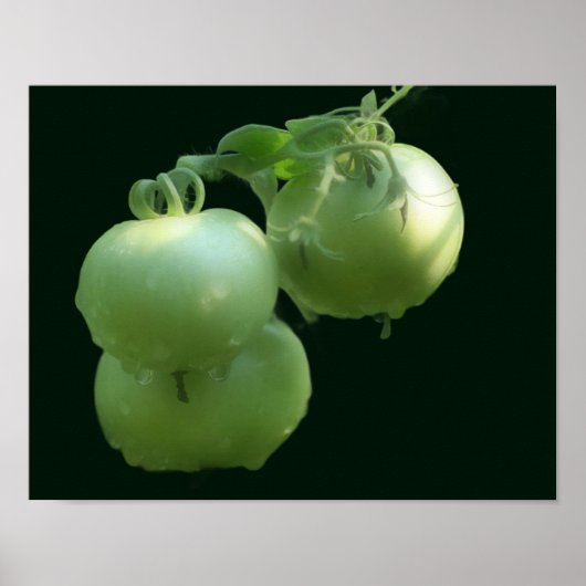 Gartengrüne Tomaten Poster (Vorne)