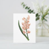 Gartenhyacinth (Hyacinthus orientalis) von Redouté Postkarte (Stehend Vorderseite)