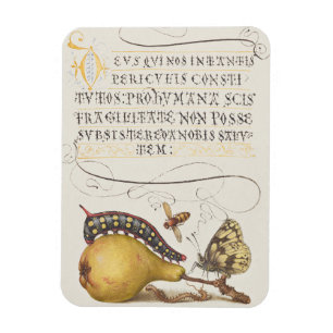 Garteninsekten, Fliege, Raupe, Birne, Tausendfüßle Magnet