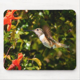 Gartenjuwel: Ein summender Vogel in Blüte Mousepad