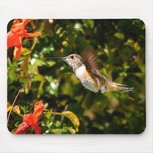 Gartenjuwel: Ein summender Vogel in Blüte Mousepad (Vorne)