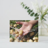 Gartenkartoffeln frisch gewaschen postkarte (Stehend Vorderseite)