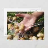 Gartenkartoffeln frisch gewaschen postkarte (Vorne/Hinten)