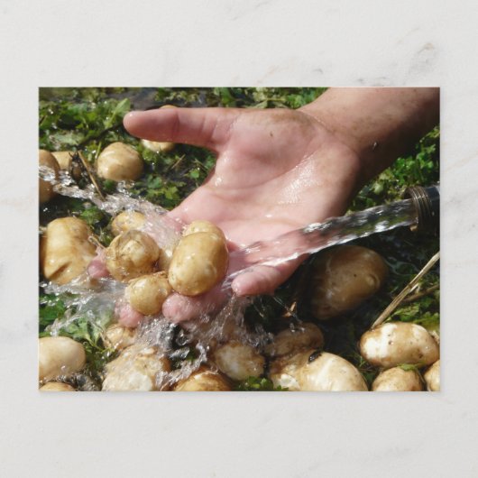 Gartenkartoffeln frisch gewaschen postkarte (Vorderseite)