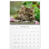 Gartenkatzen - groß kalender (Jan 2027)