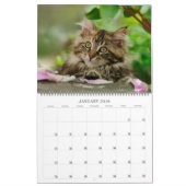 Gartenkatzen - groß kalender (Jan 2016)
